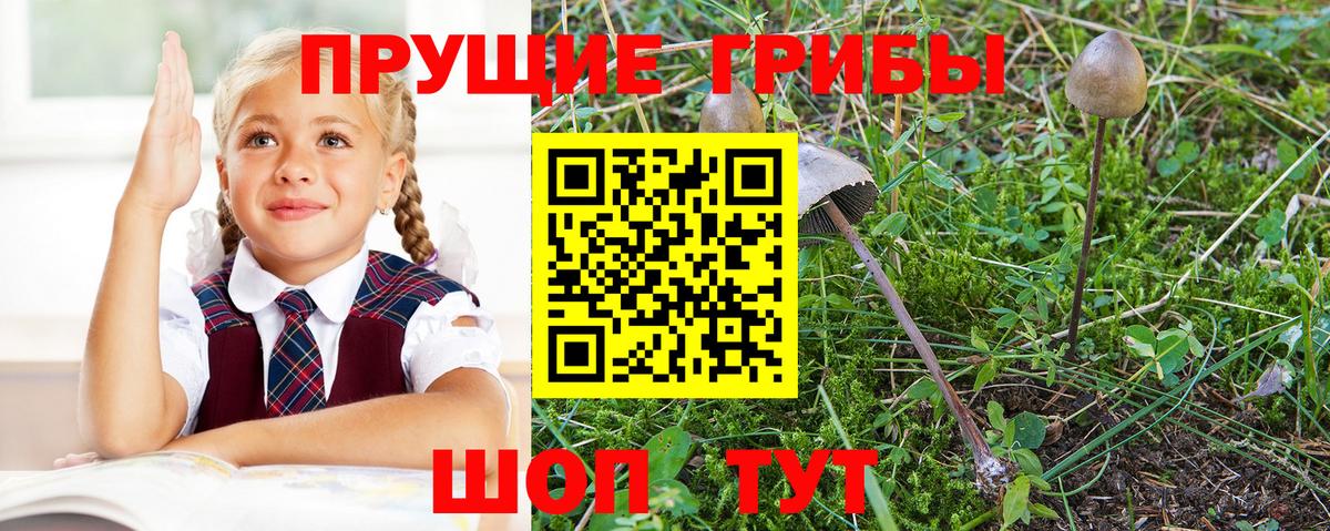 Заринск  Псилоцибиновые грибы мицелий  Вход с VPN 